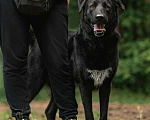 Собаки в Москве: Чёрный богатырь Макс в добрые руки. Мальчик, Бесплатно - фото 8