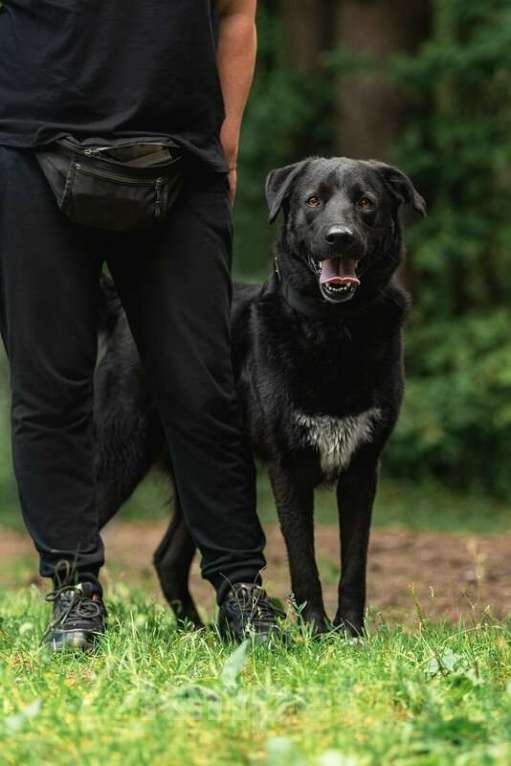 Собаки в Москве: Чёрный богатырь Макс в добрые руки. Мальчик, Бесплатно - фото 8