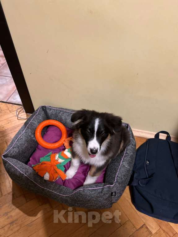 Собаки в Москве: Отдам в добрые руки Мальчик, Бесплатно - фото 1