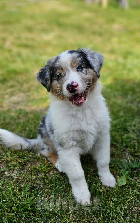 Собаки в Челябинске: Австралийская овчарка / кобель Мальчик, 65 000 руб. - фото 2