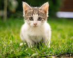 Кошки в Подольске: Котенок в добрые руки Мальчик, Бесплатно - фото 3