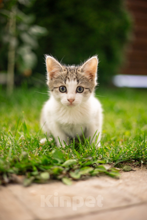 Кошки в Подольске: Котенок в добрые руки Мальчик, Бесплатно - фото 3