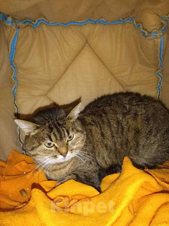 Кошки в Москве: Зеленоглазая кошка Маргошка мечтает о доме Девочка, Бесплатно - фото 6