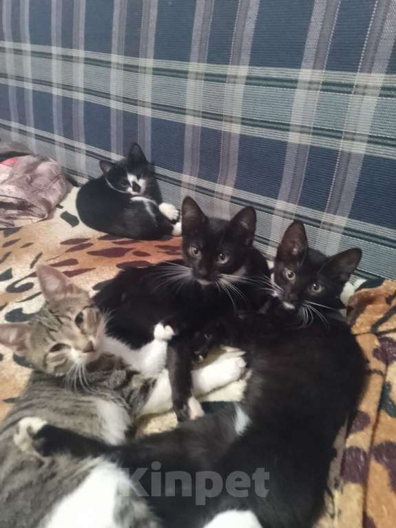 Кошки в Реутове: Отдаëм котëнка в добрые руки Мальчик, 1 руб. - фото 4