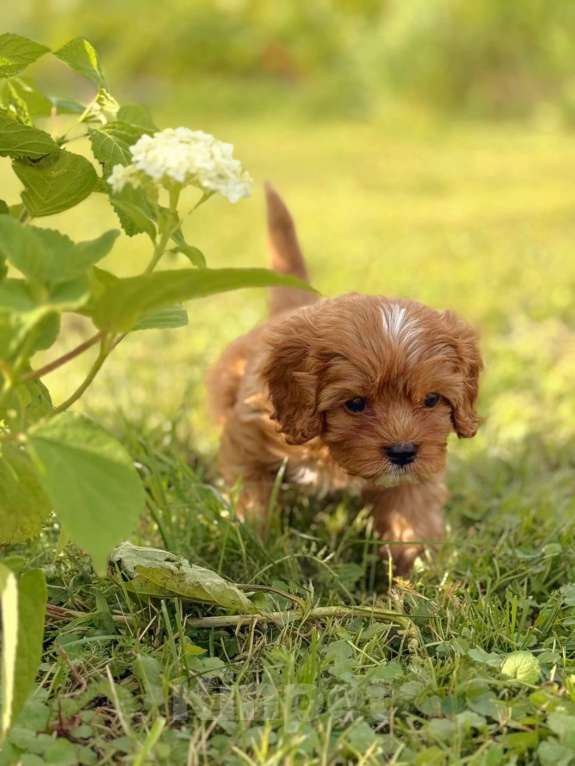 Собаки в Москве: Кавапу щенок девочка Девочка, Бесплатно - фото 2