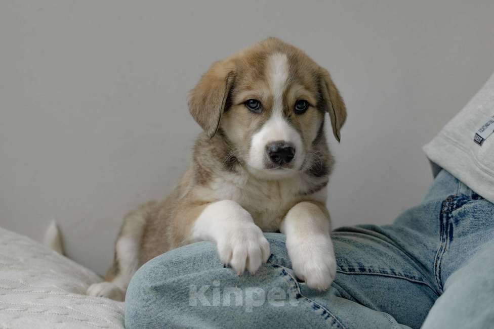 Собаки в Москве: Щенок Шалфей ищет дом Мальчик, Бесплатно - фото 3