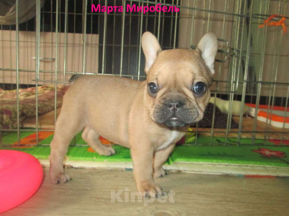 Собаки в Чехове: щенки французского бульдога. Девочка, 60 000 руб. - фото 2