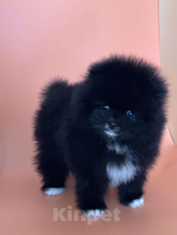 Собаки в Санкт-Петербурге: Маленькая девочка Девочка, 30 000 руб. - фото 3