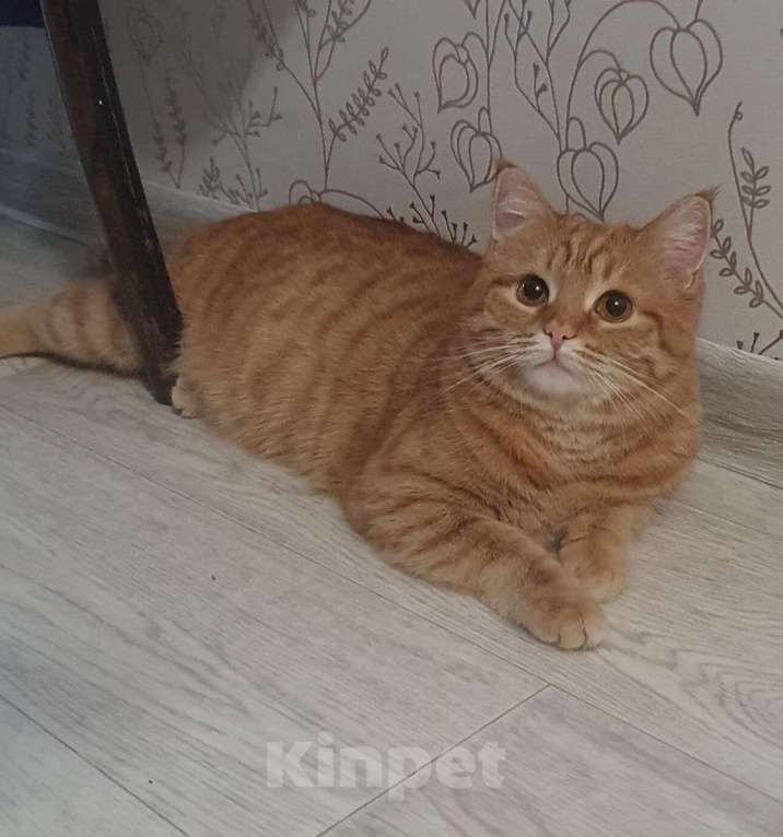 Кошки в Москве: Рыжая красавица Нюша в добрые руки! Девочка, Бесплатно - фото 1