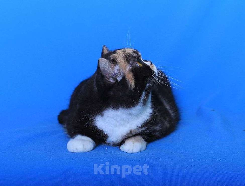 Кошки в Москве: Американская короткошерстная в дар Девочка, 1 руб. - фото 8