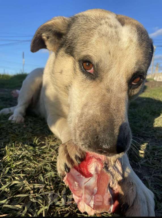 Собаки в Симферополе: Собака в дар )  Мальчик, Бесплатно - фото 2