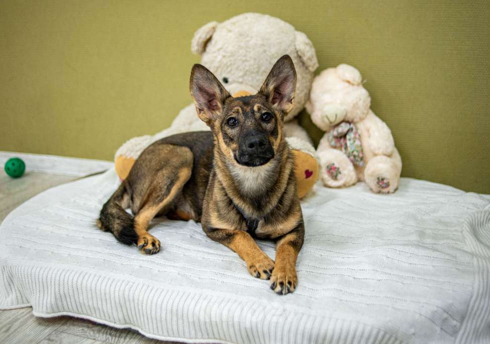 Собаки в Москве: Щенок бесплатно Москва Девочка, Бесплатно - фото 7