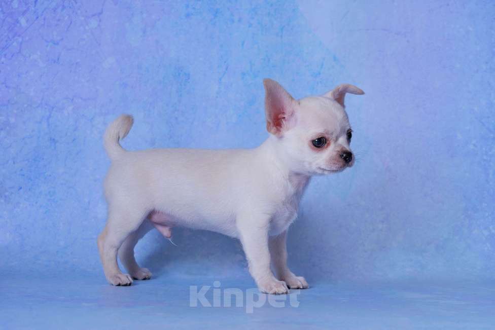 Собаки в Москве: Чихуахуа гладкошерстный мальчик Мальчик, 20 000 руб. - фото 2