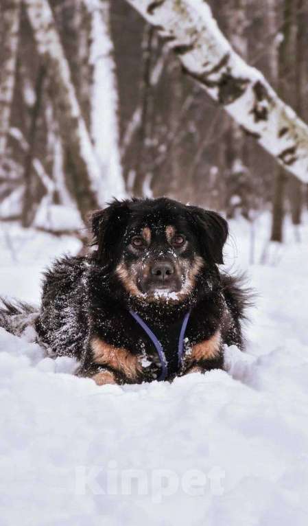 Собаки в Москве: Лури ищет дом Девочка, Бесплатно - фото 3