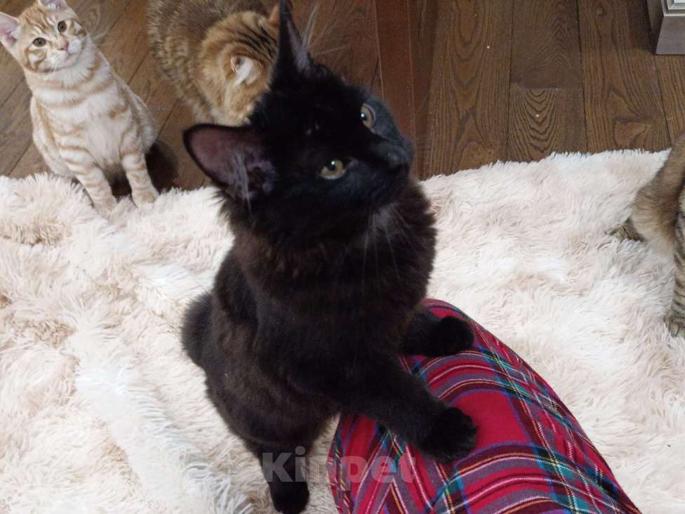 Кошки в Москве: Котята курильчата Мальчик, 35 000 руб. - фото 8
