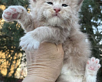 Кошки в других городах Ленинградской области: Котята Мейн Кун Девочка, Бесплатно - фото 1