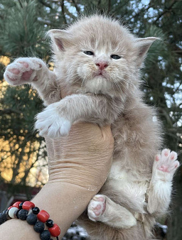 Котята Мейн Кун