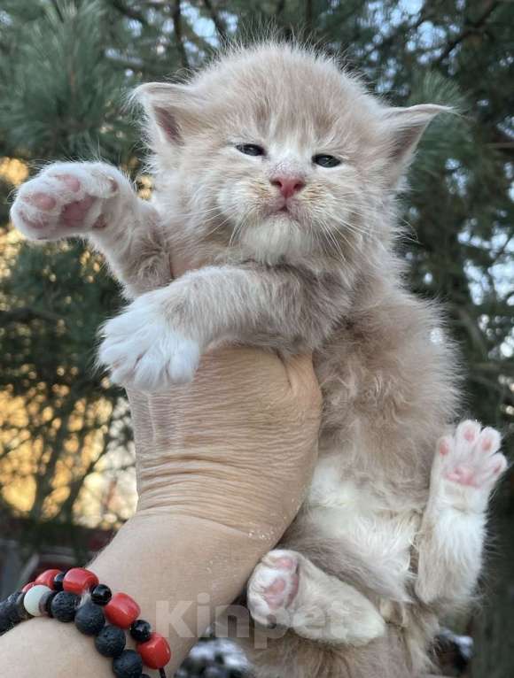 Кошки в других городах Ленинградской области: Котята Мейн Кун Девочка, Бесплатно - фото 1