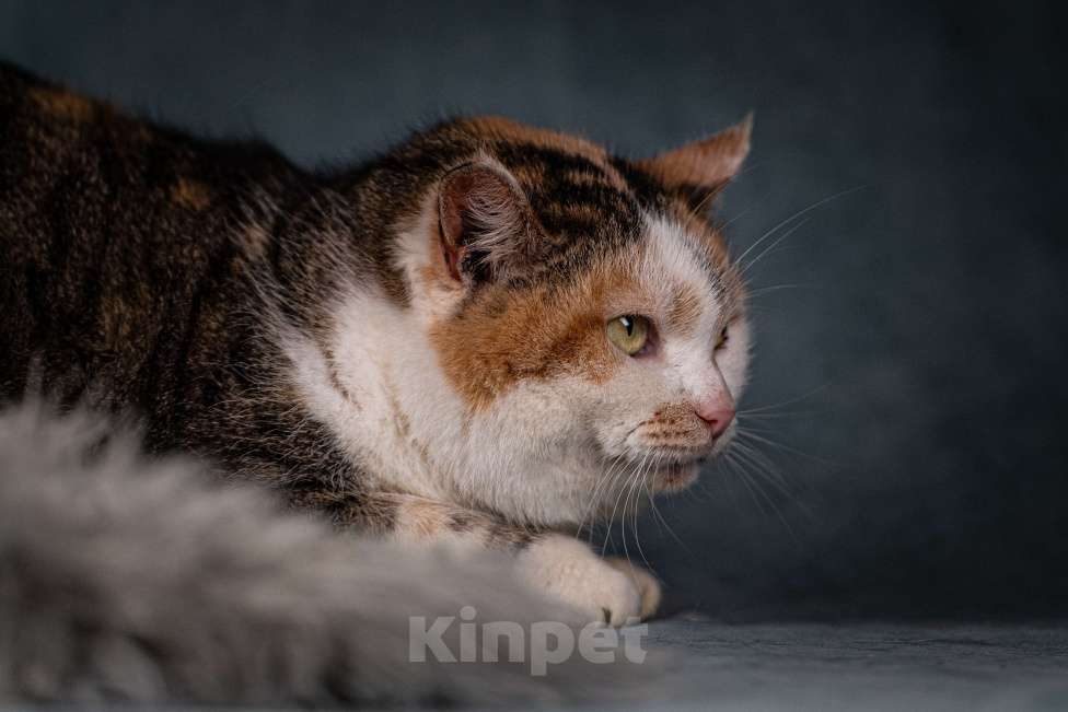 Кошки в Клине: Ириска — просто замечательная кошечка Девочка, Бесплатно - фото 2