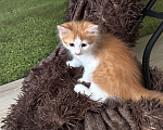 Кошки в Краснодаре: Бело- рыжий котик Мальчик, Бесплатно - фото 3