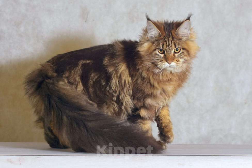 Кошки в Москве: Котенок 2 Мальчик, 1 руб. - фото 2