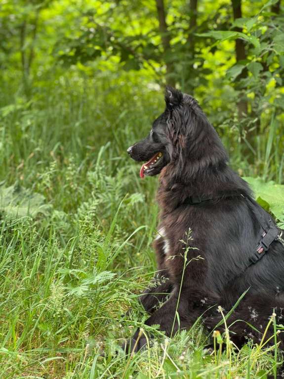 Собаки в Москве: Черные сестрицы, блеск и элегантность  Девочка, Бесплатно - фото 3