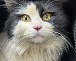 Кошки в Москве: Кот Клиффорд нежный, ласковый, бывшедомашний Мальчик, Бесплатно - фото 1