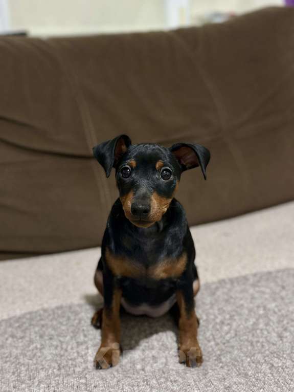 Собаки в Ставрополе: Щенок Цвергпинчер  Девочка, 35 000 руб. - фото 1