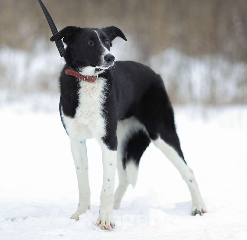 Собаки в Москве: Выросла уже. А своих нет Девочка, Бесплатно - фото 4
