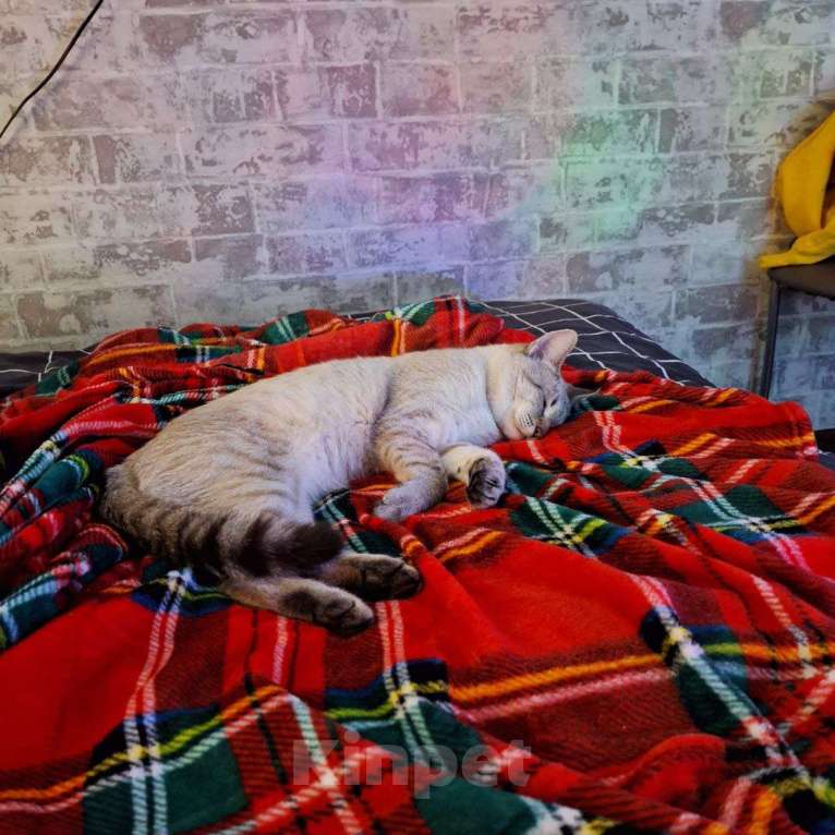 Кошки в Липецке: Отдаю в надёжные руки Кефира Мальчик, Бесплатно - фото 6