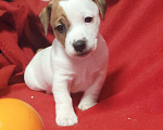 Собаки в других городах Московской области: Джек Рассел терьер щенок. Мальчик, 40 000 руб. - фото 1