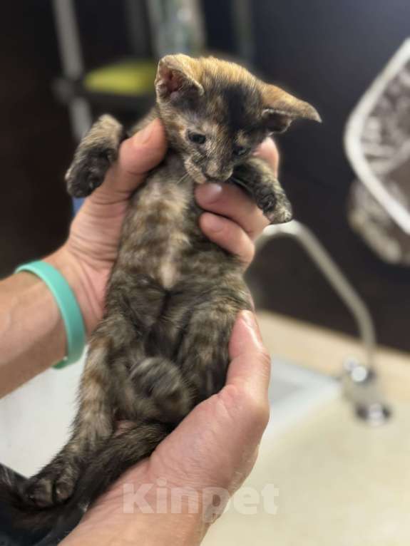 Кошки в Москве: Девочка Девочка, 7 000 руб. - фото 2