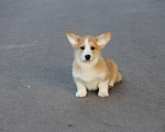 Собаки в Одинцово: Вельш Корги Пемброк Мальчик, 45 000 руб. - фото 2