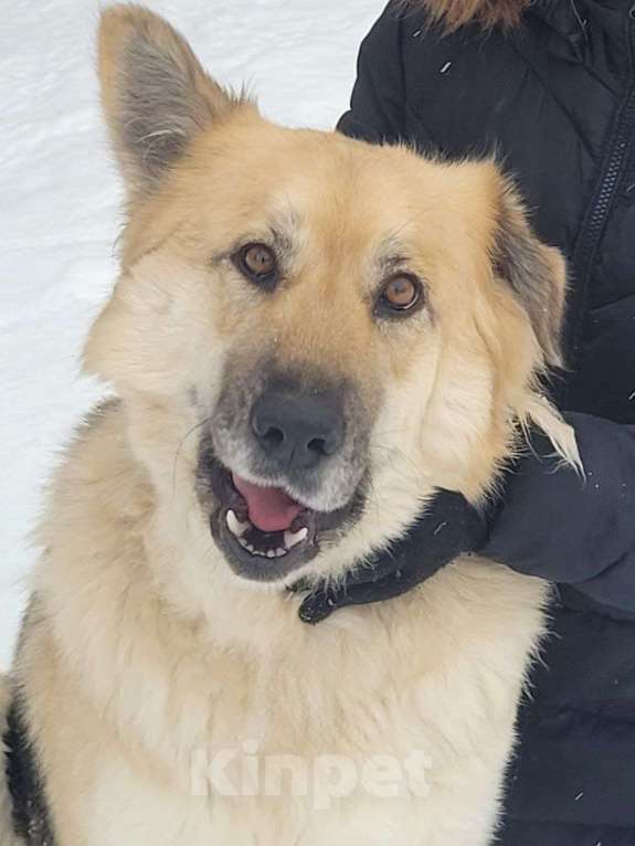 Собаки в других городах Московской области: Потерялась собака Девочка, 5 000 руб. - фото 2