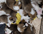 Собаки в Новороссийске: Продаю щенков корги пемброк  Мальчик, 60 000 руб. - фото 5