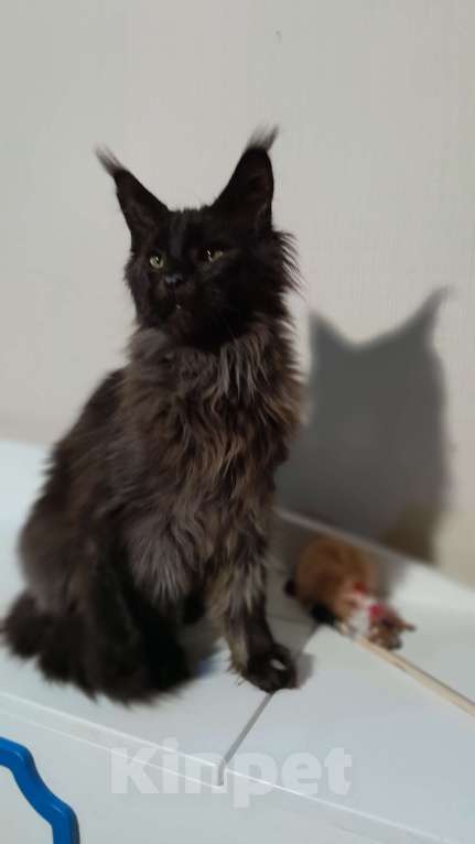 Кошки в Москве: Мейн-кун чёрный Мальчик, 50 000 руб. - фото 4