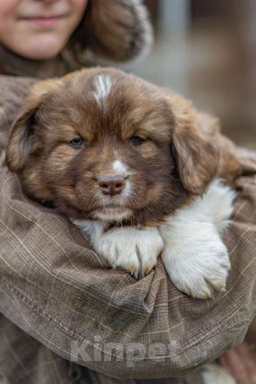 Собаки в Рязани: Щенок болгарской овчарки, собака для охраны Мальчик, 70 000 руб. - фото 6