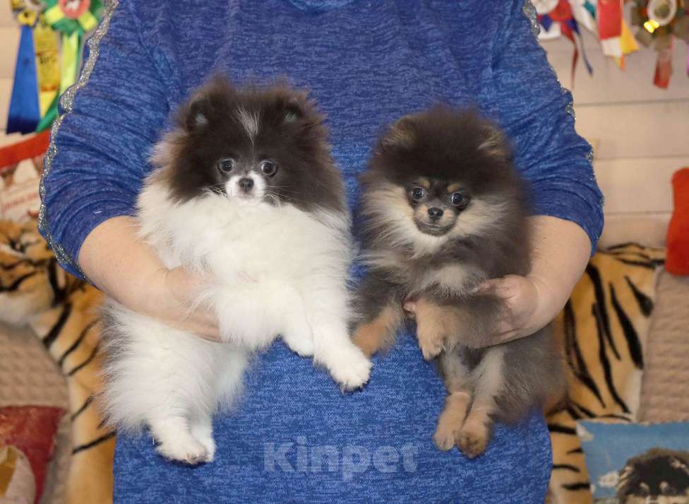 Собаки в Москве: 💎👍Голубые щенки шпица Разнополые, 75 000 руб. - фото 1