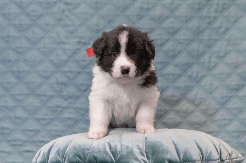 Собаки в Москве: Умнейшая девочка бордер-колли Девочка, Бесплатно - фото 5