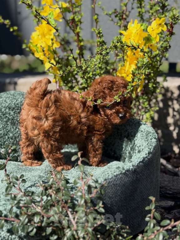 Собаки в Челябинске: Той-пудель, щенок Девочка, 150 000 руб. - фото 5
