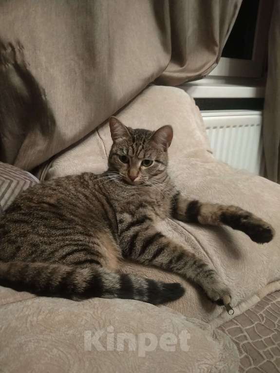 Кошки в Санкт-Петербурге: Кошка в добрые руки Девочка, 100 руб. - фото 3