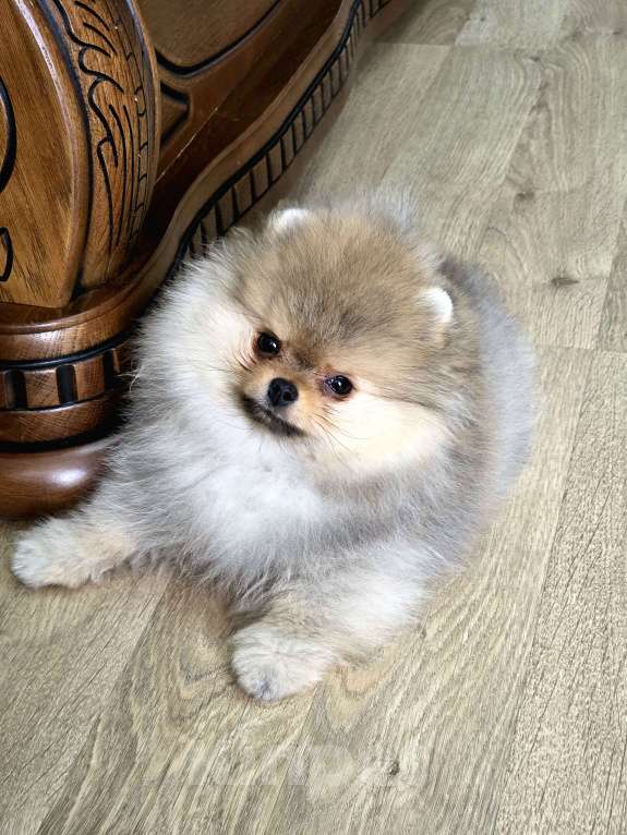 Собаки в Москве: Мальчик мини медвежонок Мальчик, 80 000 руб. - фото 1