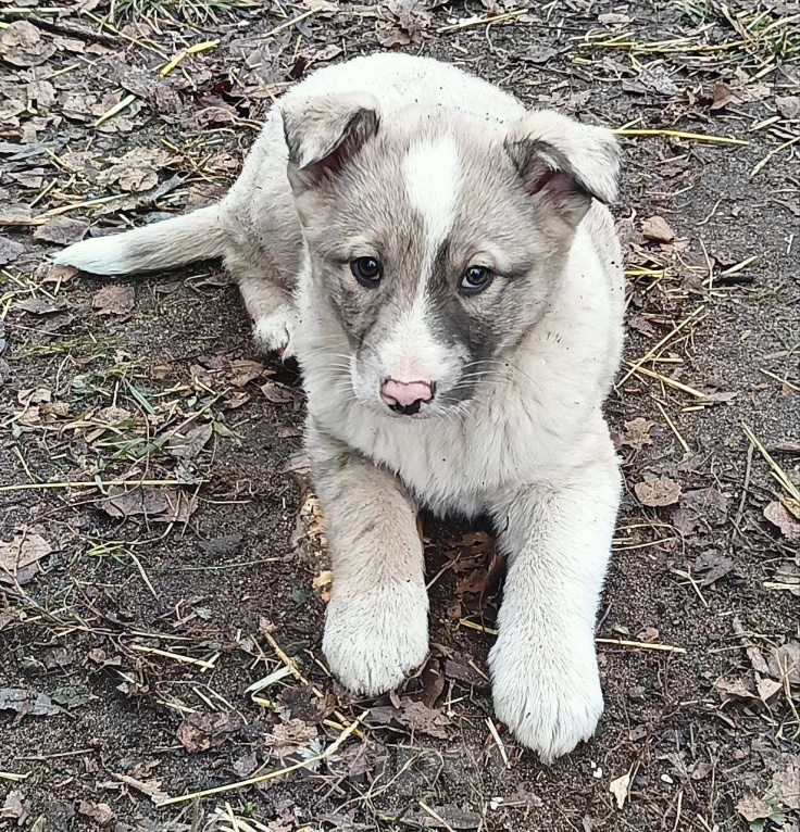 Собаки в Москве: Найденыш-бездомыш Девочка, Бесплатно - фото 1