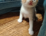 Кошки в Калининграде: Котята Разнополые, Бесплатно - фото 7