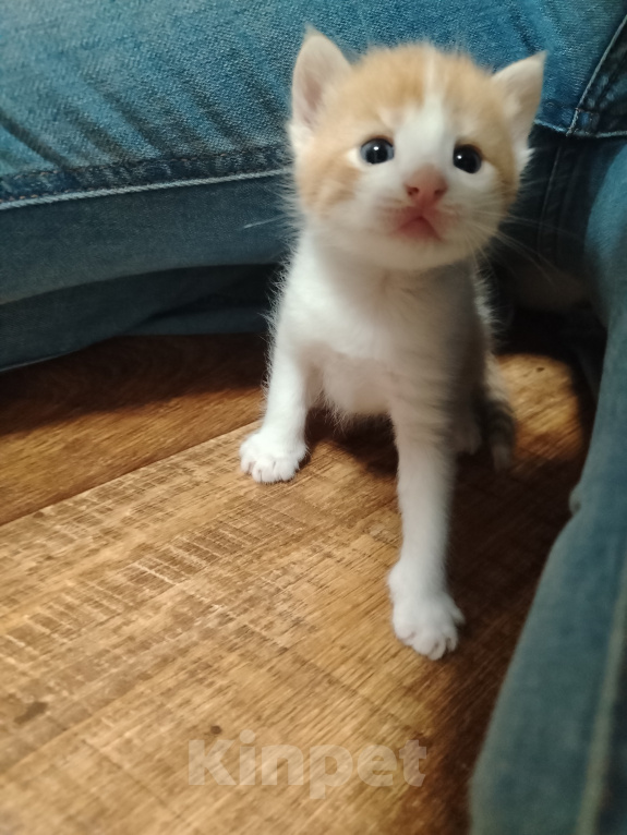 Кошки в Калининграде: Котята Разнополые, Бесплатно - фото 7