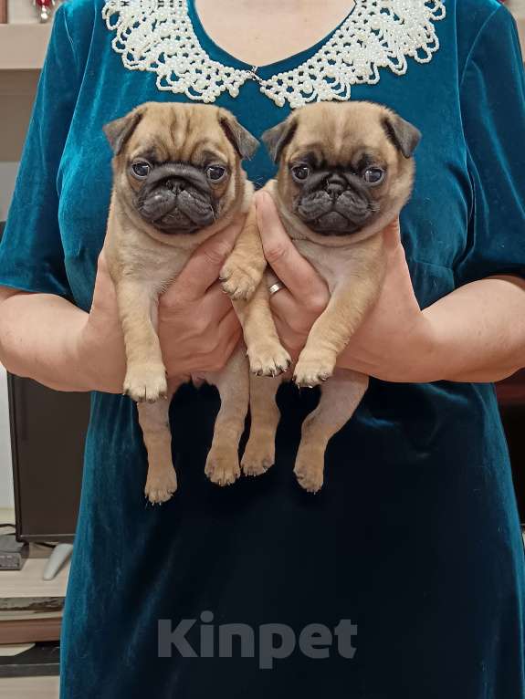 Собаки в Александрове: Абрикосовые мопсята. Мальчик, 70 000 руб. - фото 2