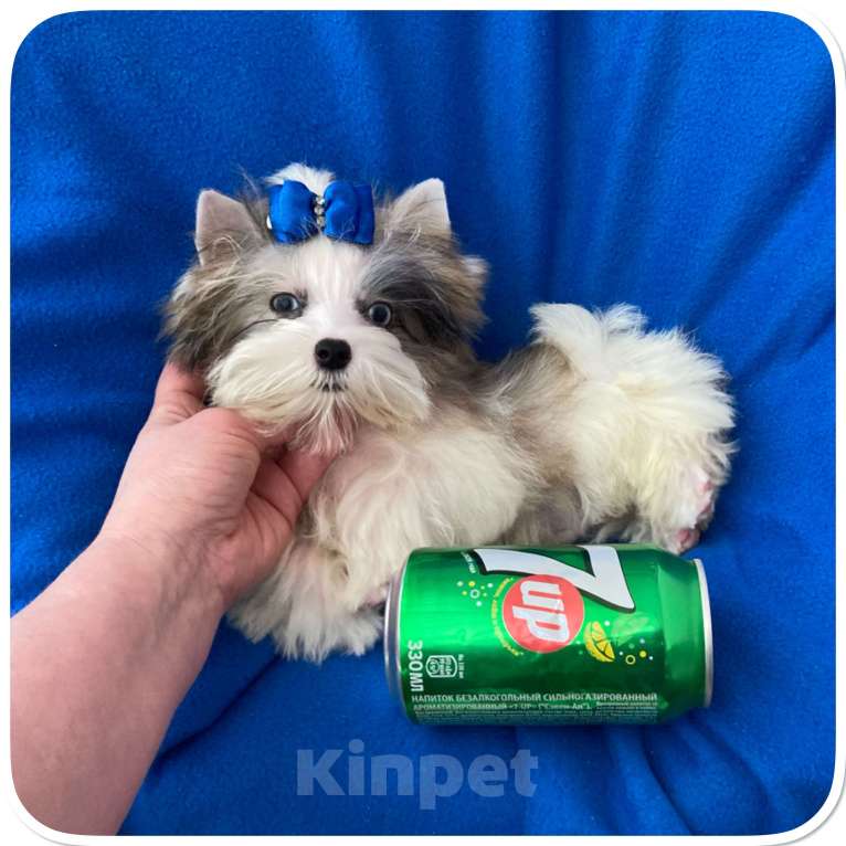 Собаки в Москве: Мраморный голубоглазый йорк мальчик мини Мальчик, 130 000 руб. - фото 3