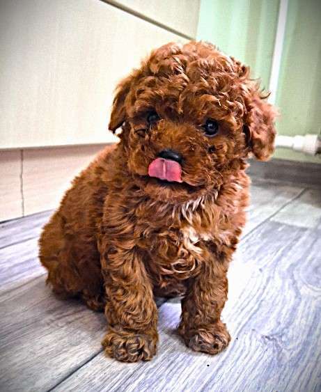 Собаки в Москве: Той пудель Мальчик, Бесплатно - фото 1