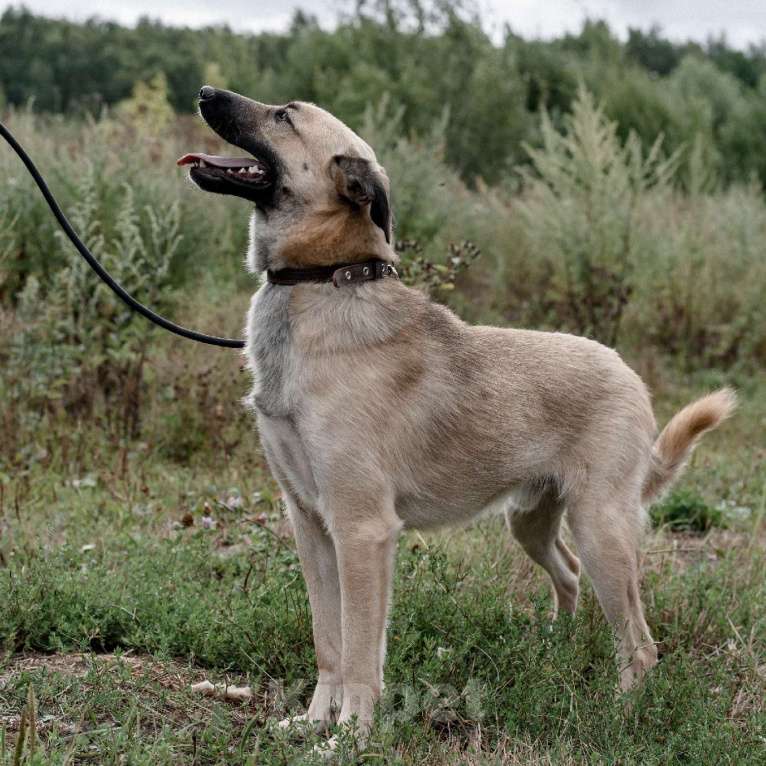 Собаки в Москве: Персиваль Мальчик, Бесплатно - фото 3