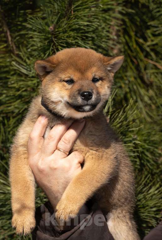 Собаки в других городах Московской области: Мальчик сиба Мальчик, Бесплатно - фото 2